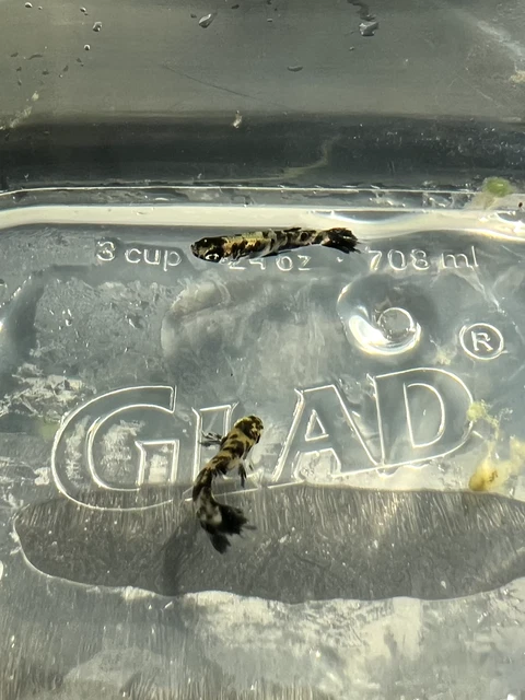 (2)Melanistic Mosquito fish M/F Pairs (gambusia holbrooki)Live Native Livebearer