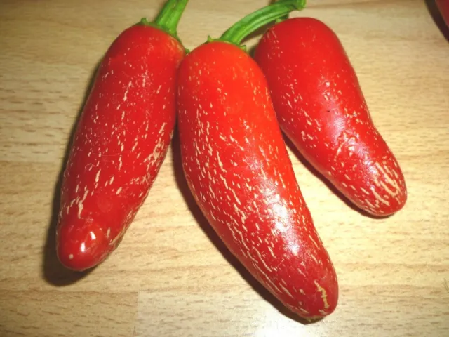 Red Jalapeno Chilli Chili Chile Pepper Seeds