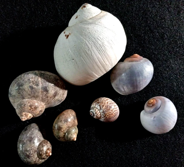 Lot of 7 Assorted Saltwater Snail Seashells  N-016