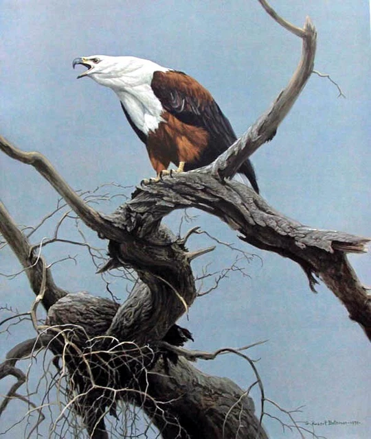 Robert Bateman African Fish Eagle - Bird of Prey