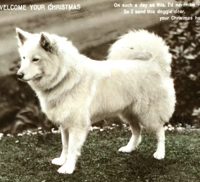 Postcard RPPC portrait Samoyed dog Christmas card real photo antique c1915 #14