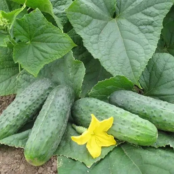 20 Seeds of cucumber Sparta F1 Nunhems Netherlands gherkin семена огурец
