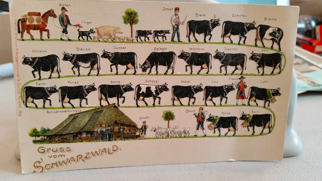 Postcard " Gruss von Schwarzwald " Greetings From Black Forest Germany 