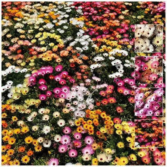 Livingstone Daisy Euphoria Mix Seeds. Super-heavy repeat flowering variety