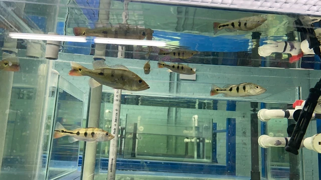 Spider Kelberi Peacock Bass (Cichla kelberi ‘spider’)5-6”Inch Tropical Live Fish 2