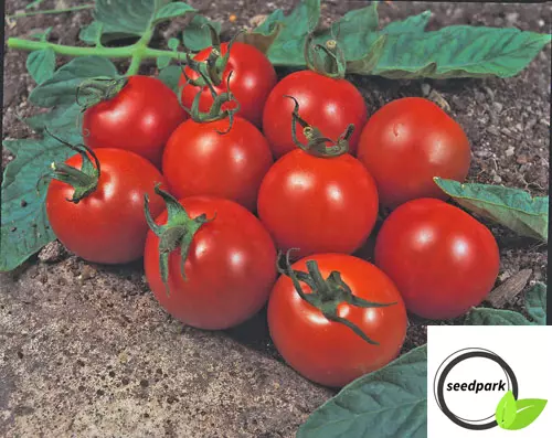 Tomato Alicante Samen Sehr Beliebt Saftig Rot Robust Gemüsesamen