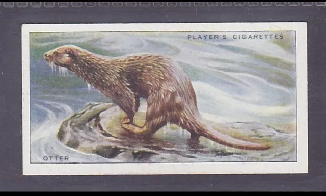 OTTER - 80 + year old English Tobacco Card # 13