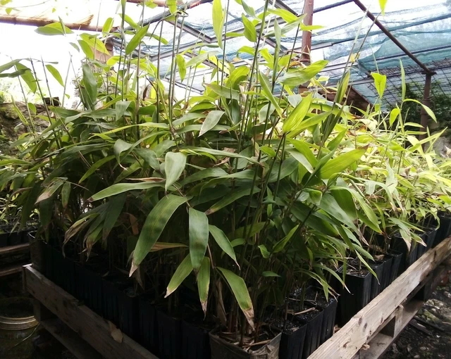 UNUS Bastoncini Di Bambù Per Piante 150 Cm - 25 Pezzi Naturali - Supporti Per Pomodori, Cetrioli E Tralicci