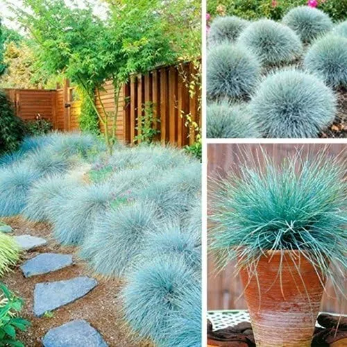 3 x Festuca Intense Blue In 10cm Pots - Blue Grass Plants Ready To Plant