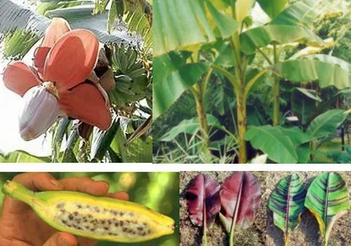 SAMEN für Bananenfreunde DREI winterharte gesunde leckere Sorten alles BANANEN