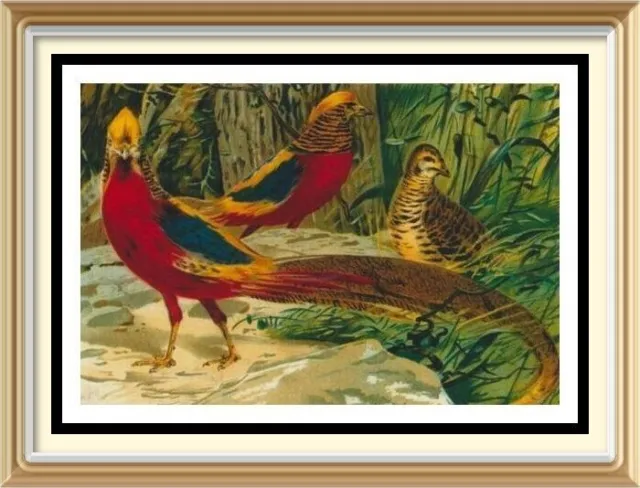 BIRD CHINESE RAINBOW GOLDEN PHEASANTS IN WOODLANDS 7x5 Home Decor Wall Art Print