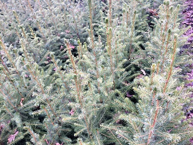 10 Stück Serbische Fichte Picea omorika Topf 20-40 cm Weihnachtsbaumjungpflanze 2
