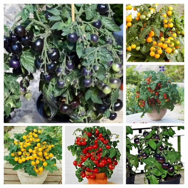 COLORFUL DWARF TOMATO PACKAGE from 6 variety - 35+ seeds - Samen - V 186