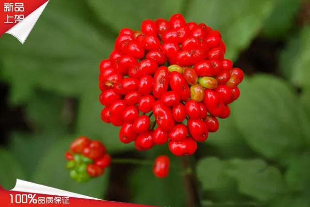 200pc High Sprouting Rate Ginseng Seed Korean Panax ginseng Seeds  for plant