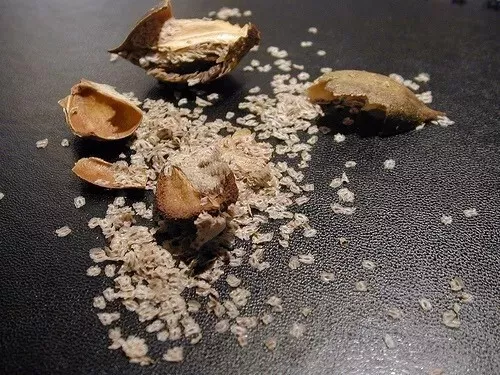 + De 200 Semillas Paulownia Tormentosa - seeds - Semillas Frescas