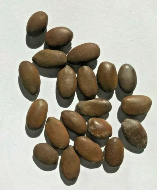 20 graines de gleditsia triacanthos à planter bio sans OGM ni hybridation