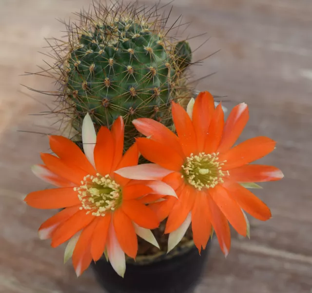 d-020-kakteen rebutia sp em 7093