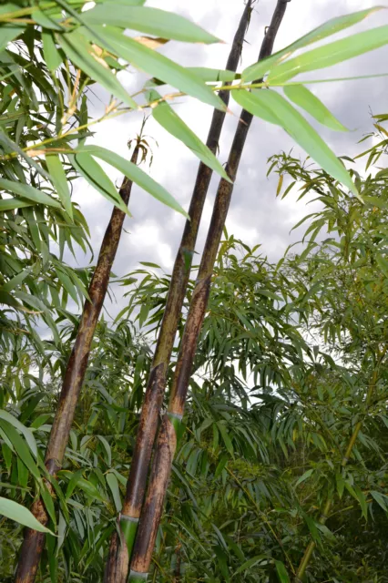 Bambus Phyllostachys -  verschiedene Sorten von Phy. Angusta bis Phy. Vivax