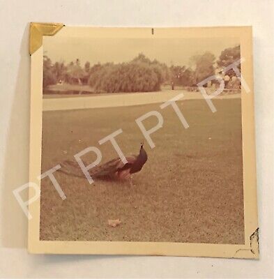 Vtg Found Photo Handsome Peacock Strutting At Crandon Zoo Florida 1960s Snapshot
