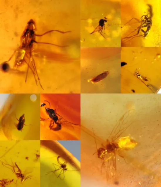 10 piece ten PCS Burmite Myanmar Burma Amber insect fossil dinosaur age 6.9-2