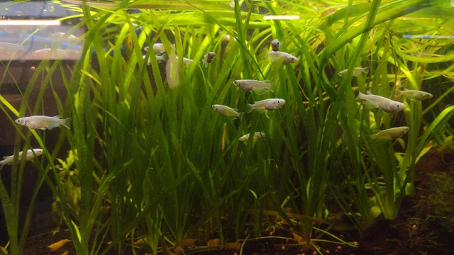 8 Platinum White Medaka Rice Fish - Homebred