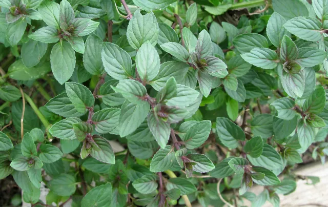 Chocolate Mint - 10+ seeds - SPECIAL and AROMATIC! F 014