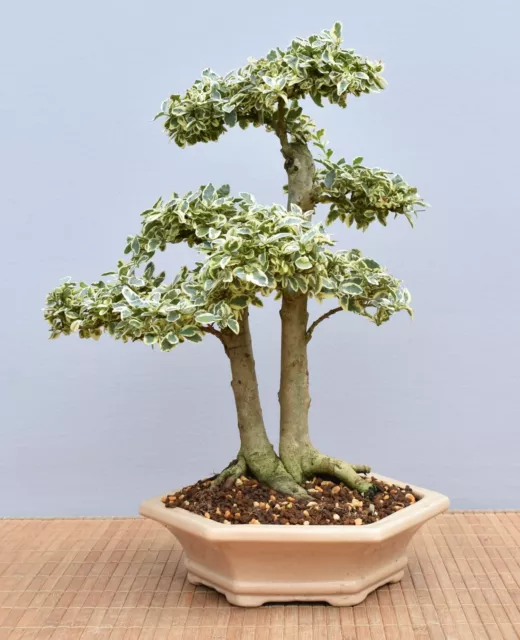 Bonsai Indoor, Weißbunter Liguster (Lig. ov. 'variegata') 24030 | Bonsai-Müller