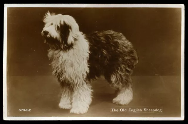 OLD ENGLISH SHEEPDOG BOBTAIL VINTAGE DOG PHOTO PICTURE POSTCARD OES Valentines
