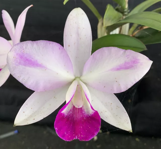 RON Cattleya Orchid Special Quality Div C. Mona Pink 'Hiromi' AM/AOS (B521)