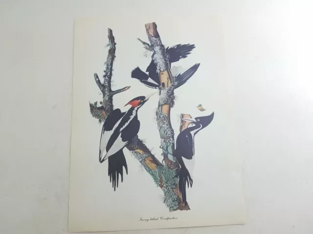 Ivory-billed Woodpecker Print 8.5 x 11