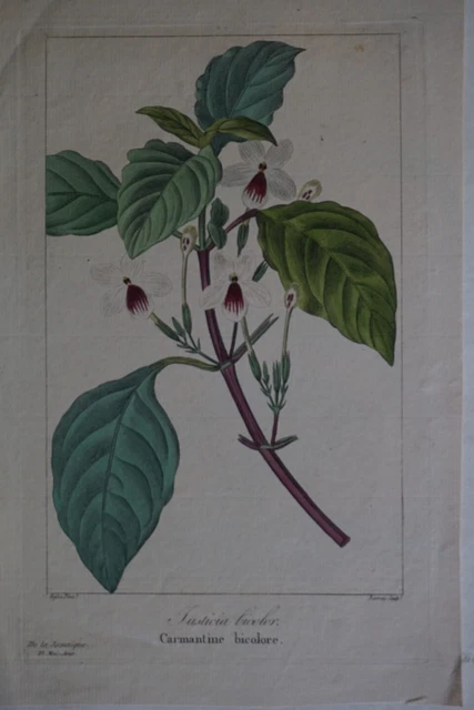 GRAVURE ANCIENNE XIX ème Botanique Lardizabal Plante EUR 8,00 - FR