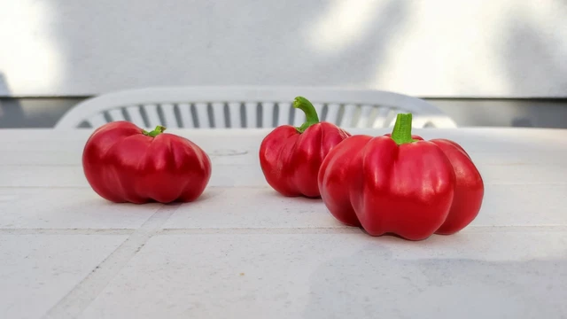 PAPRIKA &amp;LIEBESAPFEL&amp; SAMEN alte deutsche Sorte samenfest auch für ...