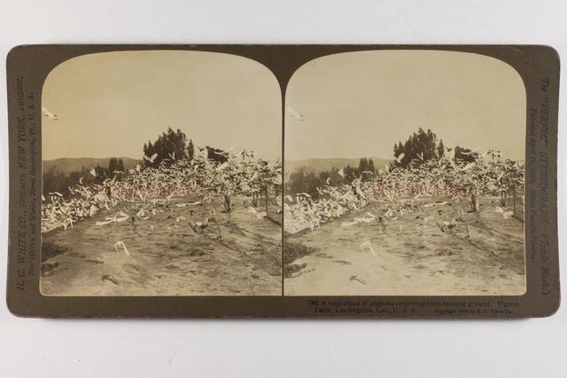 US USA Tauben California Los Angeles 1905 Foto Stereo Vintage