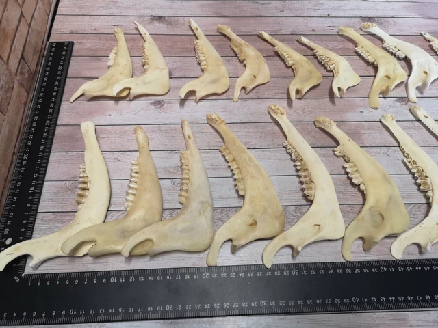 10x Auténtico Mandíbula Inferior la Mitad Cráneo Gamo Wild Preparado
