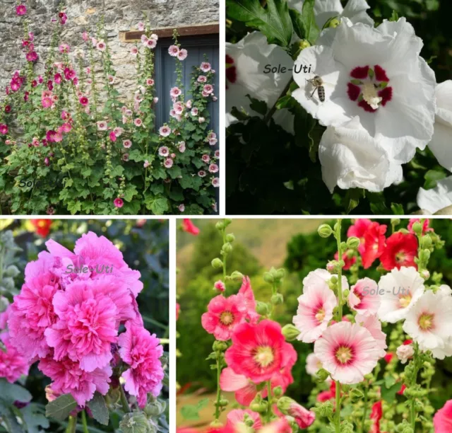 STOCKROSE PRACHTMISCHG GEFÜLLT + UNGEFÜLLT MEHRJÄHRIG ❁ Alcea rosea 40 Samen