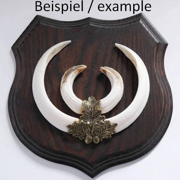 3x Armas Jabalí Trophäenschildaf, 19cm, Hoja de Roble Portada Pequeño 3