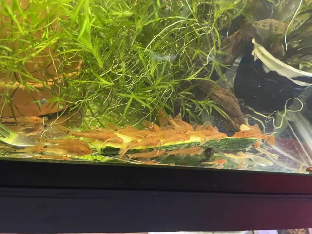 SUPER RED Bristlenose Pleco 1 To 2inch Ancistrus sp. Bushynose Plecostomus LIVE!