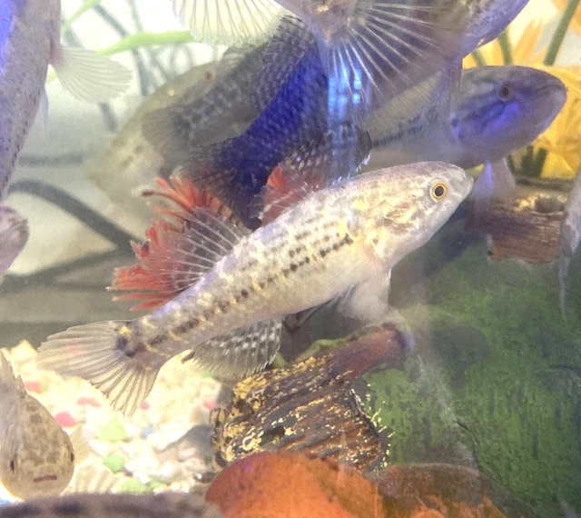 1 Fat Sleeper Gobie Fish Super Cute 3.5-4 inches Freshwater Texas Dormitor