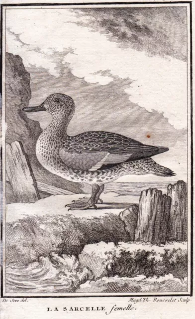 Gravure XVIIIe Sarcelle Femelle Sarcelle d'Hiver Anas crecca Ornithologie 1770