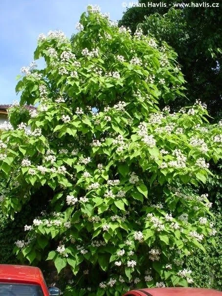 INDIAN BEAN TREE (Catalpa bignonioides), £9.50 - PicClick UK