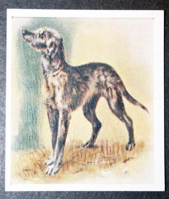 SCOTTISH DEERHOUND PUPPY   Vintage 1930's Textured Card   OC15
