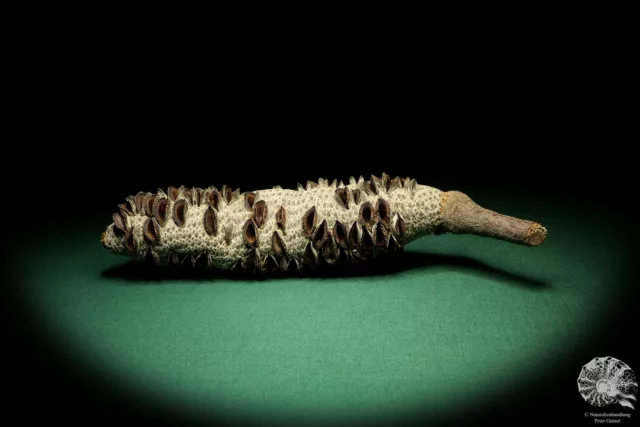 Banksia littoralis Australia plantas de árbol de plata recientes frutos secos especie