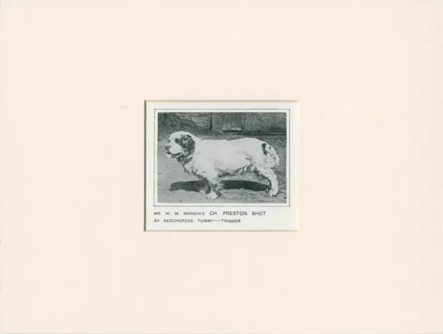 Clumber Spaniel Named Champion Dog Old Antique 1912 Print Mounted Ready To Frame