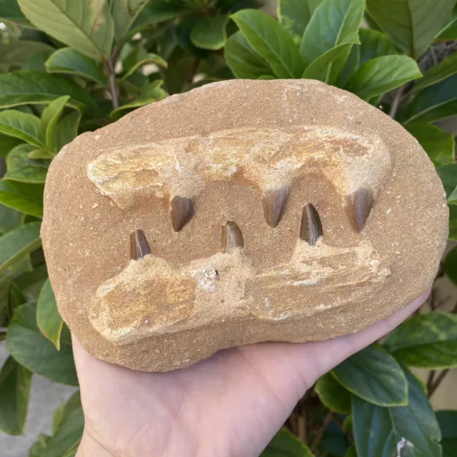 Large Mosasaur Jaw - Dinosaur Fossil Tooth / Teeth - From Morocco