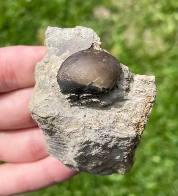 France Fossil Bivalve Corbicella subaequilatera Jurassic Dinosaur Age Shell Clam