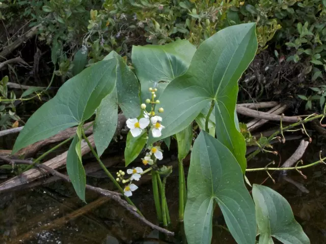 80 graines de FLECHE D'EAU(Sagittaria Latifolia)G953 DUCK POTATO SEEDS SEMILLAS