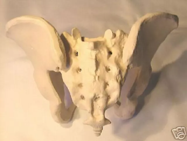 Female & Male Pelvis Anatomical Model Pelvic Medical Education Training Lifesize