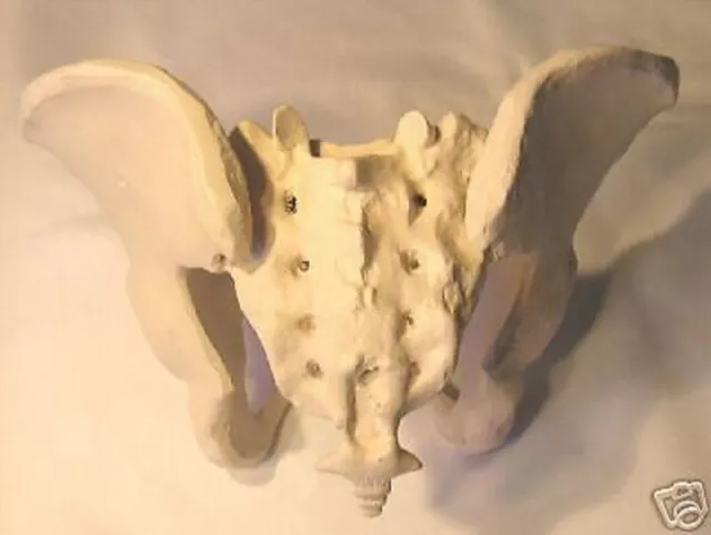 Female pelvis pelvic anatomical model human lifesize
