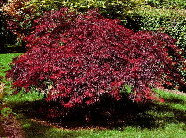 100 Graines Erable, Japanese Maple, Acer Palmatum Dissectum Tree seeds