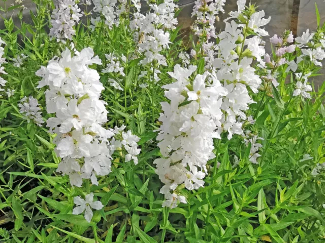 Blutweiderich weiß - Lythrum salicaria alba